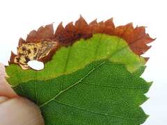 Phylloporia bistrigella