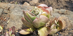 Kalanchoe thyrsiflora