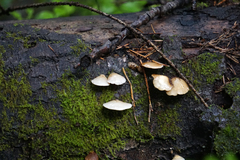 Gloeoporus phlebophorus