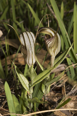 Pterostylis hamiltonii