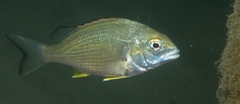 Acanthopagrus butcheri