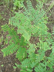 Mimosoideae