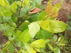 Magnoliopsida
