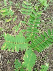 Mimosoideae