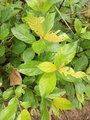 Magnoliopsida