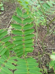 Mimosoideae