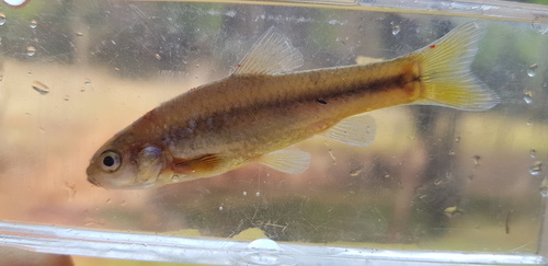 Chubbyhead barb (Enteromius anoplus) — Cyprinidae — 4