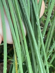 Ecdeiocolea monostachya