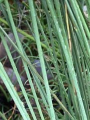 Ecdeiocolea monostachya