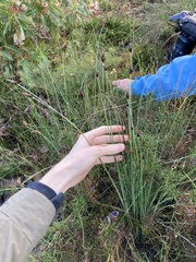Ecdeiocolea monostachya