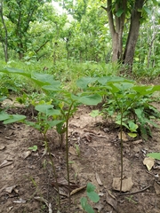 Tacca leontopetaloides