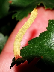 Cyclophora albipunctata