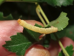 Cyclophora albipunctata