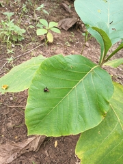 Pterygota