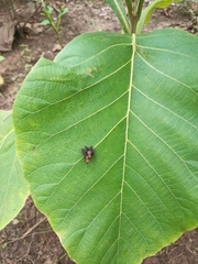 Pterygota
