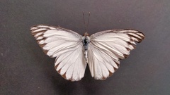 Appias libythea
