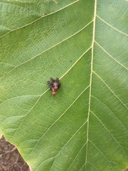 Pterygota