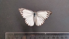 Appias libythea