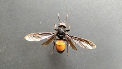 Vespa affinis