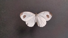 Leptosia nina