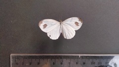 Leptosia nina