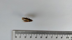 Megarrhamphus truncatus