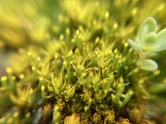 Eccremidium pulchellum