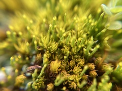 Eccremidium pulchellum