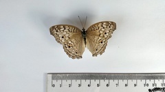 Junonia atlites
