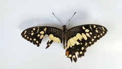 Papilio demoleus
