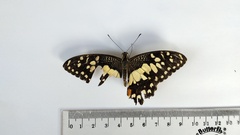 Papilio demoleus