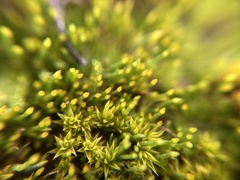 Eccremidium pulchellum