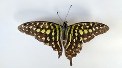 Graphium agamemnon