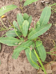 Magnoliopsida