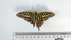 Graphium agamemnon