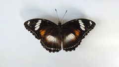 Hypolimnas bolina