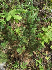 Juniperus communis saxatilis