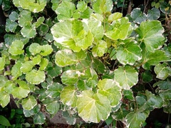 Polyscias balfouriana