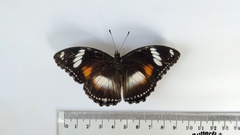 Hypolimnas bolina