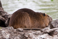 Myocastor coypus