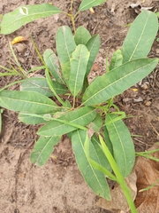 Magnoliopsida