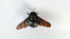 Xylocopa latipes