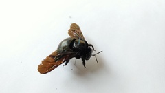 Xylocopa latipes