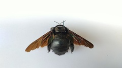 Xylocopa latipes