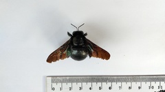 Xylocopa latipes