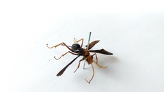 Leptodialepis bipartitus