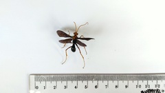 Leptodialepis bipartitus