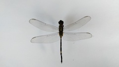 Orthetrum sabina