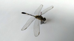 Orthetrum sabina
