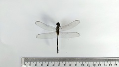 Orthetrum sabina